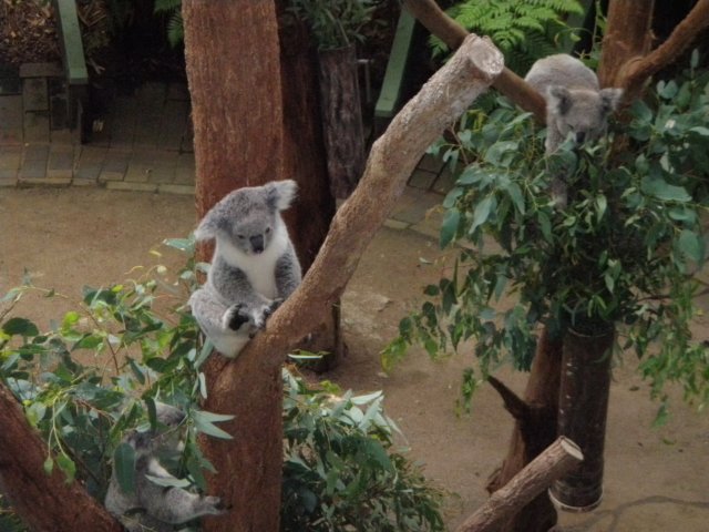 koalaintarongazoo.jpg