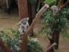 koalaintarongazoo_small.jpg